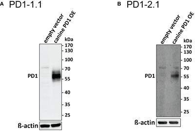 Comparative characterization of two monoclonal antibodies targeting canine PD-1